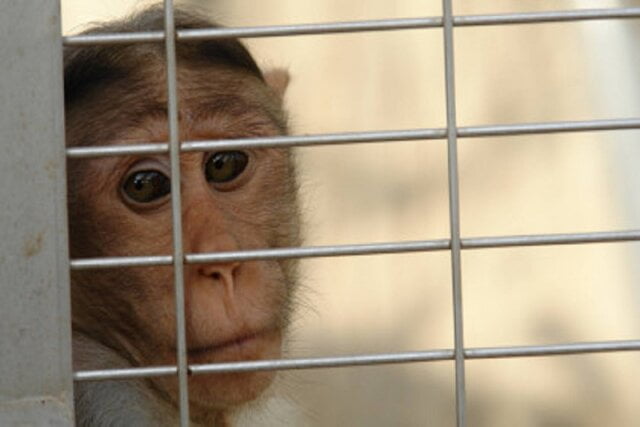 بیانیه شرکت ایلان ماسک می گوید شکنجه میمون
