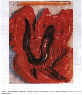 eel-heart.jpg