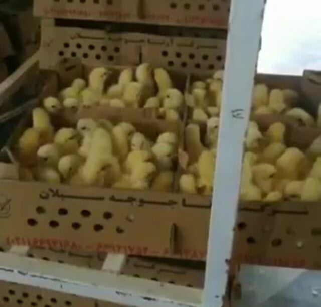 مشارکت سازمان بازرسی در نابودی روزانه مرغ های روزانه