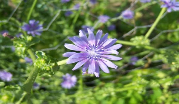 خواص کاسنی که نمی‌دانستید