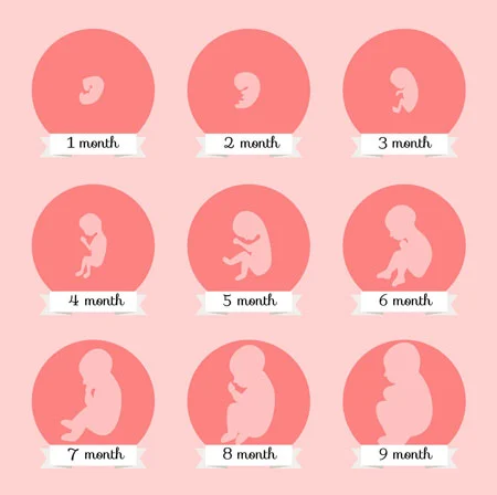 How-do-I-know-the-weight-of-the-fetus-is-good