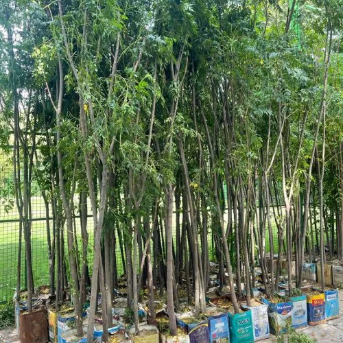 چگونه نهال خوب بخریم