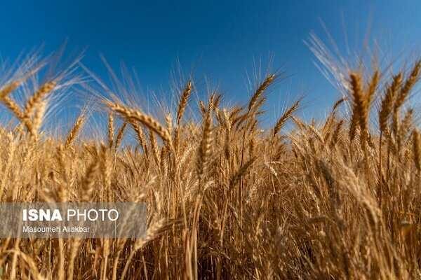 پرداخت بیش از ۲۴۰۰ میلیارد تومان از مطالبات گندمکاران لرستانی