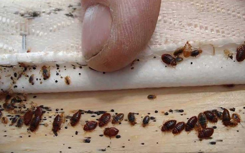 بعد از سمپاشی اگر باز هم ساس دیدید نترسید