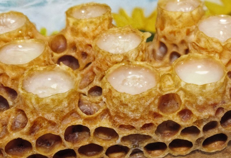 نقش ژل رویال در تقویت عملکرد اسپرم مردان